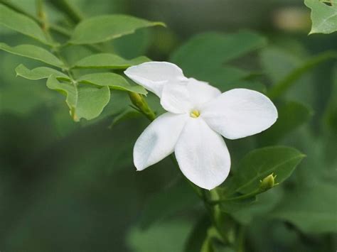 茉莉花種類|ジャスミン